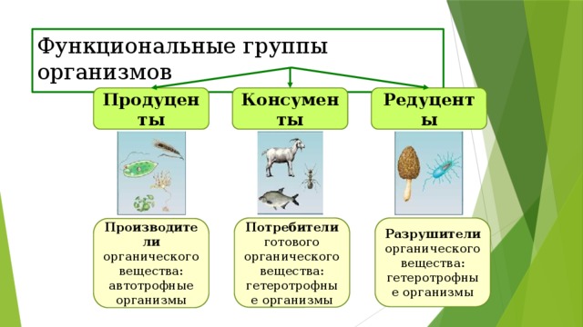 Примеры организмов производителей. Группы организмов в экосистеме. Функциональные группы живых организмов в экосистеме. Функциональная роль в экосистеме. Функциональные группы экосистемы.