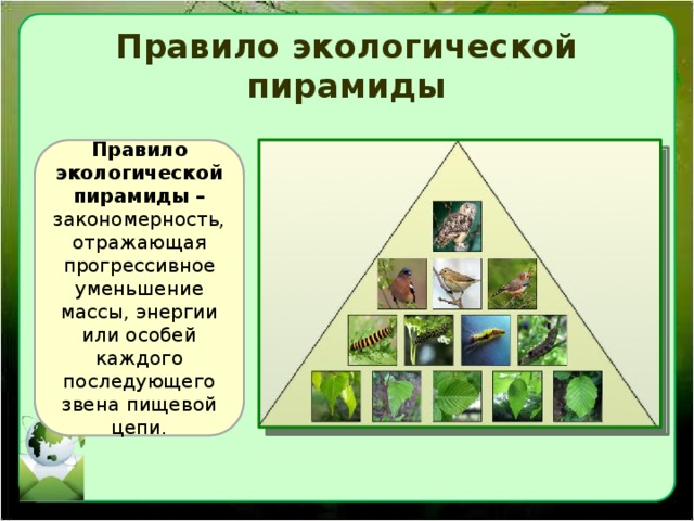 Правило экологической пирамиды Правило экологической пирамиды – закономерность, отражающая прогрессивное уменьшение массы, энергии или особей каждого последующего звена пищевой цепи. 
