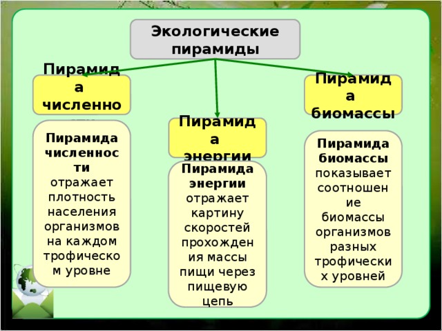 Экологические пирамиды Пирамида Пирамида численности биомассы Пирамида энергии Пирамида численности отражает плотность населения организмов на каждом трофическом уровне Пирамида биомассы показывает соотношение биомассы организмов разных трофических уровней Пирамида энергии отражает картину скоростей прохождения массы пищи через пищевую цепь 