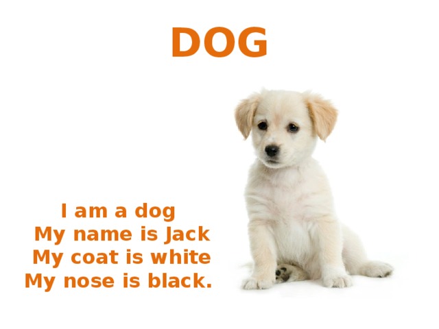 I am white. I am a Dog my name is Jack. Стих my Dog. I am a Dog my name is Jack my Coat is White my nose is Black. My Dog is Black.