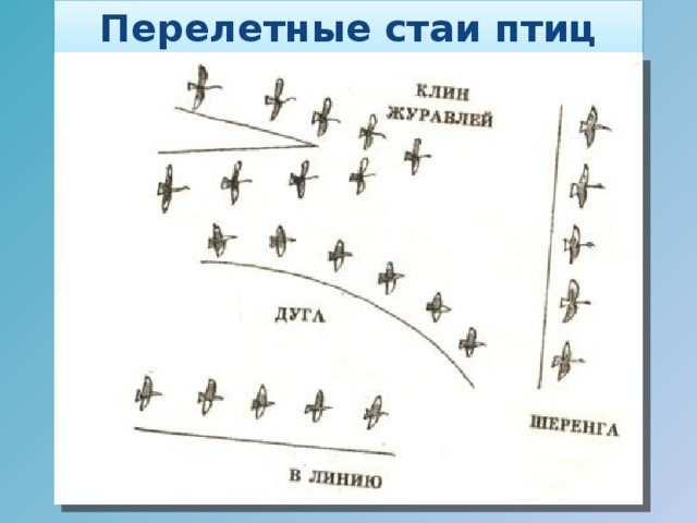 Схема полета птиц