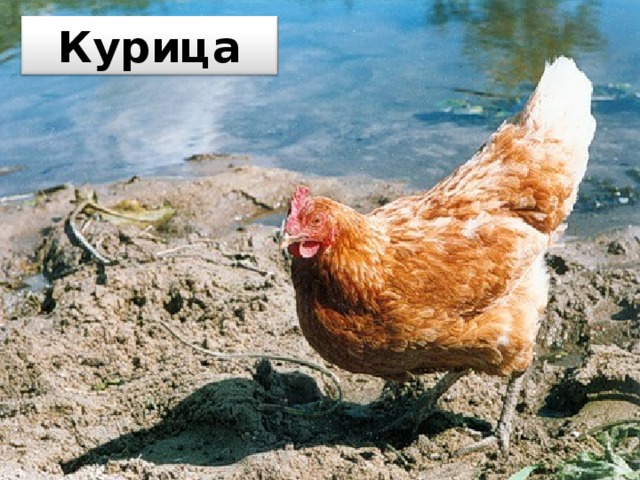 Курица 