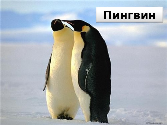 Пингвин 