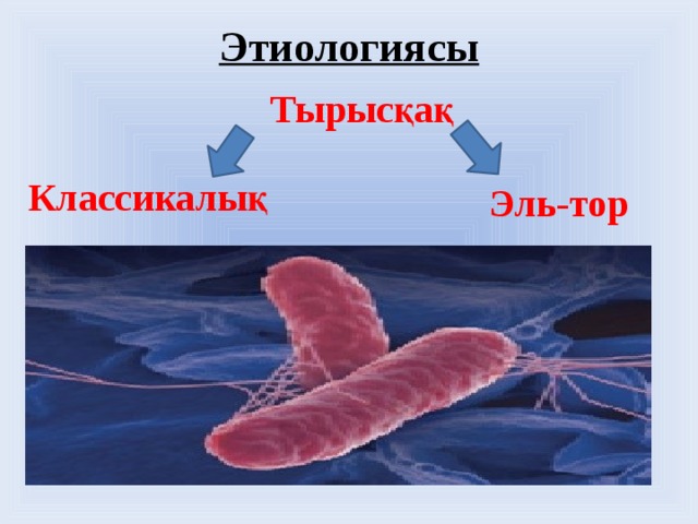 Тырысқақ ауруы презентация