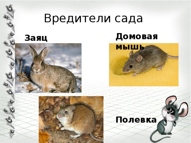 Вредители сада Домовая мышь  Заяц  Полевка  
