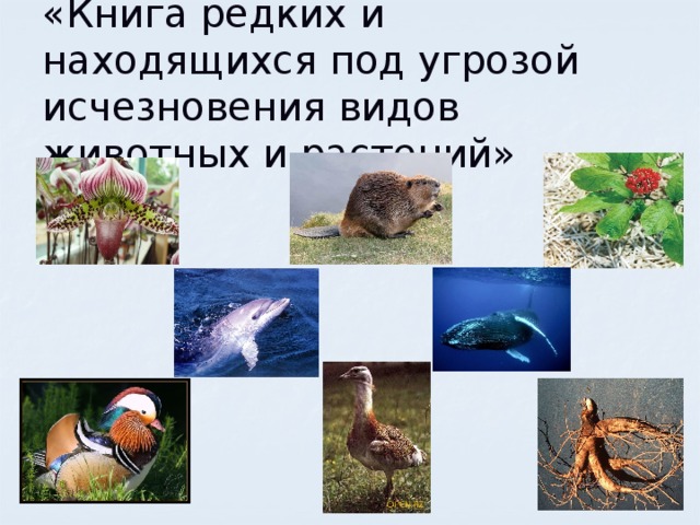 «Книга редких и находящихся под угрозой исчезновения видов животных и растений» 