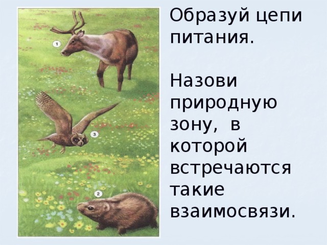 Образуй цепи питания.   Назови природную зону, в которой встречаются такие взаимосвязи. 