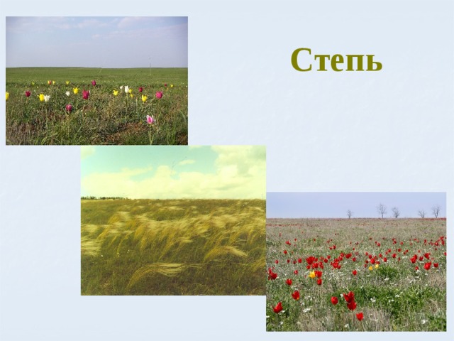 Степь 