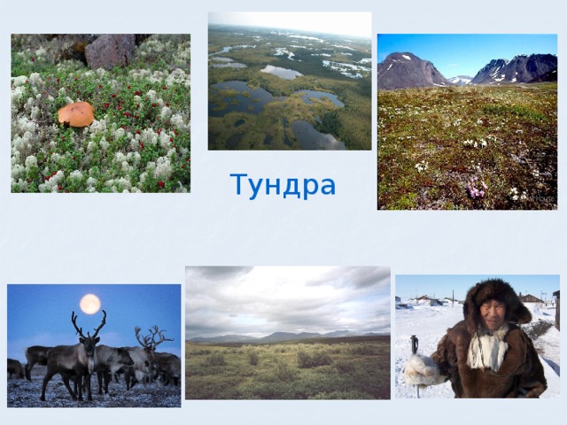 Тундра 