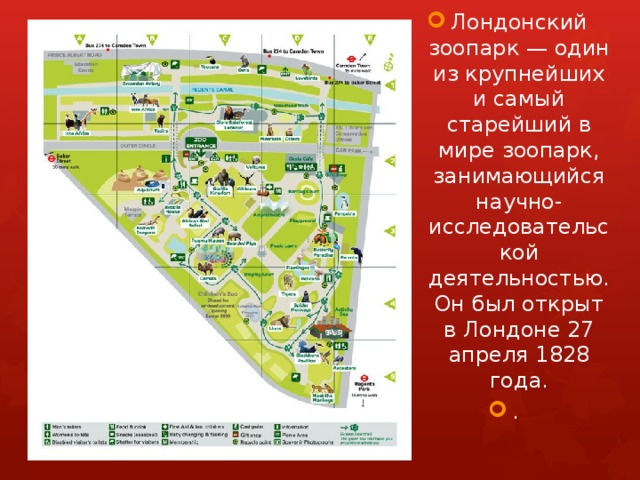 Проект по английскому языку 6 класс лондонский зоопарк