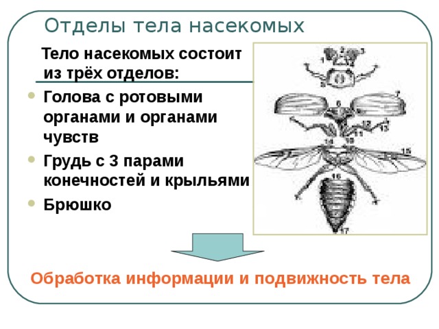 Отделы тела насекомых  Тело насекомых состоит из трёх отделов: Голова с ротовыми органами и органами чувств Грудь с 3 парами конечностей и крыльями Брюшко Обработка информации и подвижность тела 