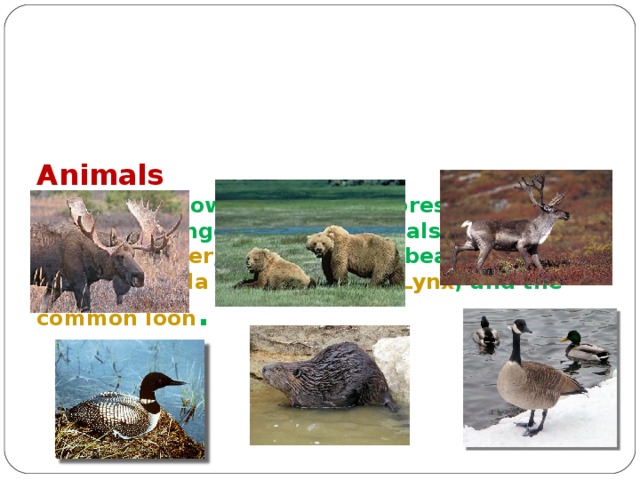       Animals  Canada is known for its vast forests and mountain ranges and the animals such as moose , beaver , caribou , polar bears , grizzly  bears , Canada goose , Canada Lynx , and the common loon .   