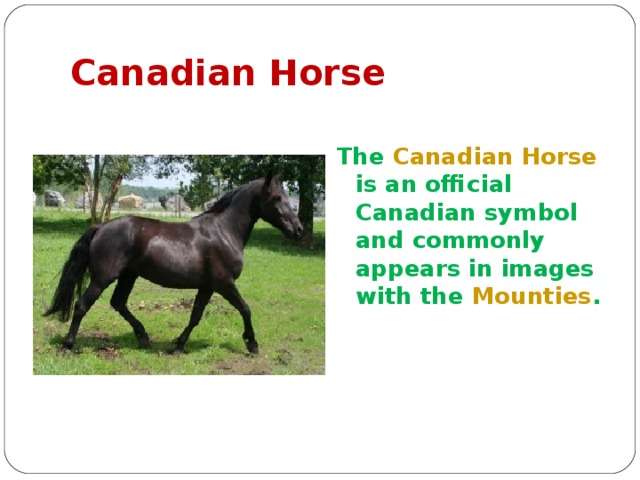 Canadian Horse The Canadian Horse is an official Canadian symbol and commonly appears in images with the Mounties .  