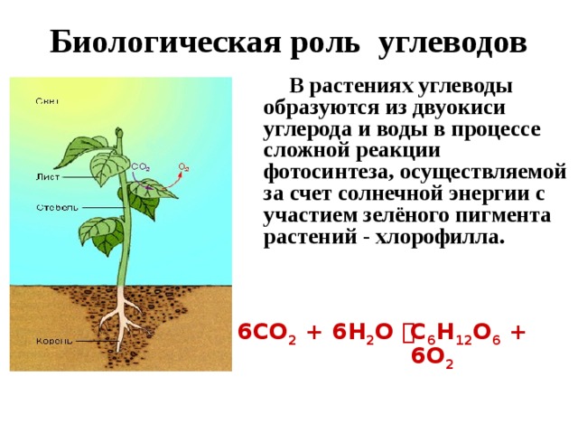 Биологическая роль углеводов  В растениях углеводы образуются из двуокиси углерода и воды в процессе сложной реакции фотосинтеза, осуществляемой за счет солнечной энергии с участием зелёного пигмента растений - хлорофилла. 6СО 2 + 6Н 2 О  С 6 Н 12 О 6 + 6О 2 