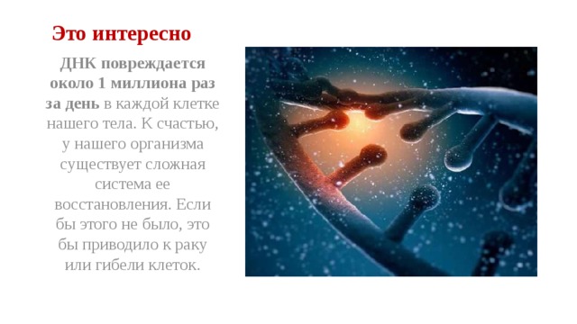 Это интересно ДНК повреждается около 1 миллиона раз за день в каждой клетке нашего тела. К счастью, у нашего организма существует сложная система ее восстановления. Если бы этого не было, это бы приводило к раку или гибели клеток. 