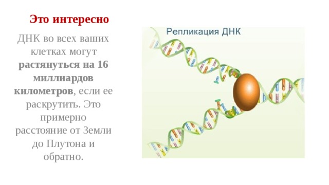 Это интересно ДНК во всех ваших клетках могут растянуться на 16 миллиардов километров , если ее раскрутить. Это примерно расстояние от Земли до Плутона и обратно. 