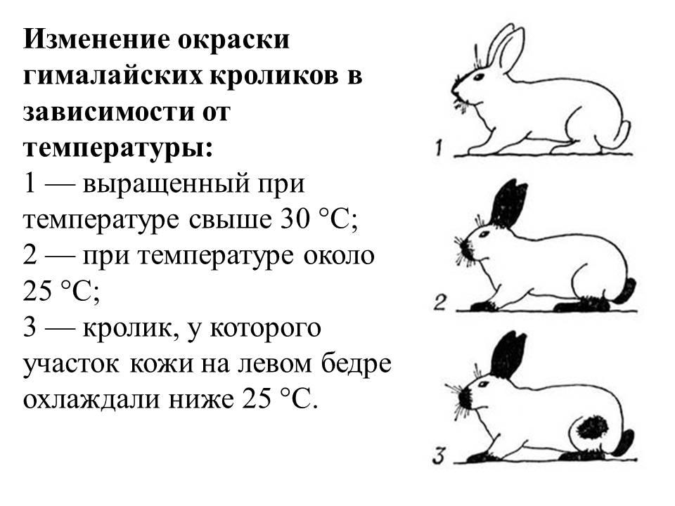 На рисунке изображены горностаевые кролики. Гималайский кролик модификационная изменчивость. Гималайский кролик фенотипическая изменчивость. Модификационная изменчивость примеры. Фенотипическая изменчивость примеры.