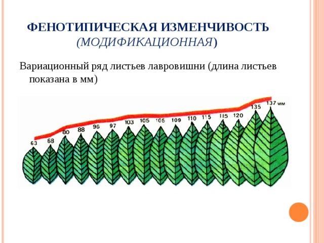 Фенотипическая изменчивость это