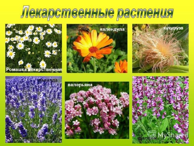 4 примера лекарственных растений Презентация к уроку окружающего мира по теме "Растениеводство"