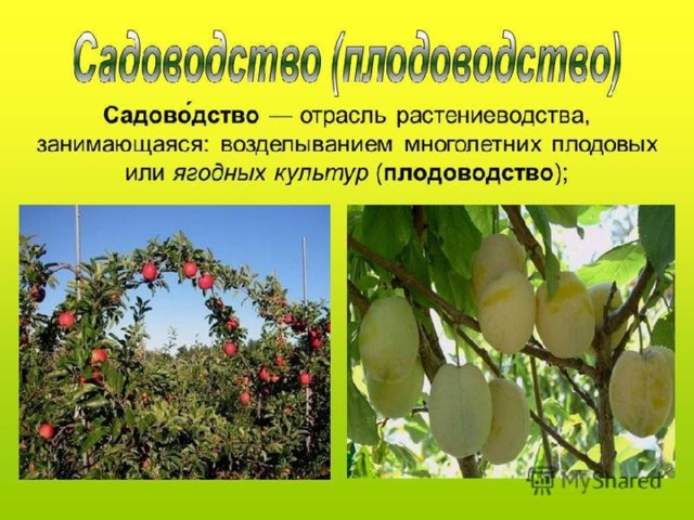 Растениеводство в нашем крае