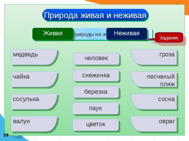 Природа живая и неживая Неживая Живая Раздели тела природы на живые и неживые Задание медведь гроза человек снежинка песчаный пляж чайка березка сосна сосулька паук валун овраг цветок 29 