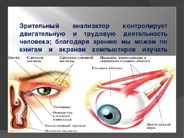 Презентация на тему зрительный анализатор строение и функции глаза