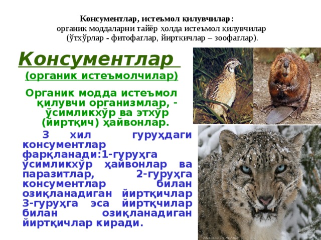 Консумент первого порядка 3 фитофаг Консумент первого порядка 3 фитофаг