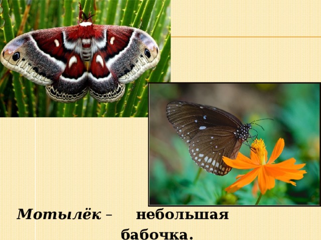   Мотылёк – небольшая бабочка. 
