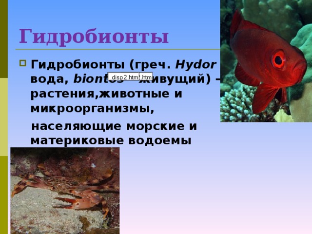 Гидробионты  Гидробионты (греч. Hydor – вода, biontos  – живущий) – растения,животные и микроорганизмы,  населяющие морские и материковые водоeмы