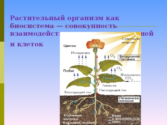 Растительный организм как биосистема — совокупность взаимодействующих органов, тканей и клеток