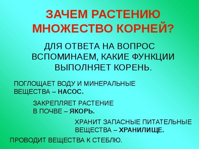 ЗАЧЕМ РАСТЕНИЮ МНОЖЕСТВО КОРНЕЙ? ДЛЯ ОТВЕТА НА ВОПРОС ВСПОМИНАЕМ, КАКИЕ ФУНКЦИИ ВЫПОЛНЯЕТ КОРЕНЬ. ПОГЛОЩАЕТ ВОДУ И МИНЕРАЛЬНЫЕ ВЕЩЕСТВА – НАСОС. ЗАКРЕПЛЯЕТ РАСТЕНИЕ В ПОЧВЕ – ЯКОРЬ. ХРАНИТ ЗАПАСНЫЕ ПИТАТЕЛЬНЫЕ ВЕЩЕСТВА – ХРАНИЛИЩЕ. ПРОВОДИТ ВЕЩЕСТВА К СТЕБЛЮ. 