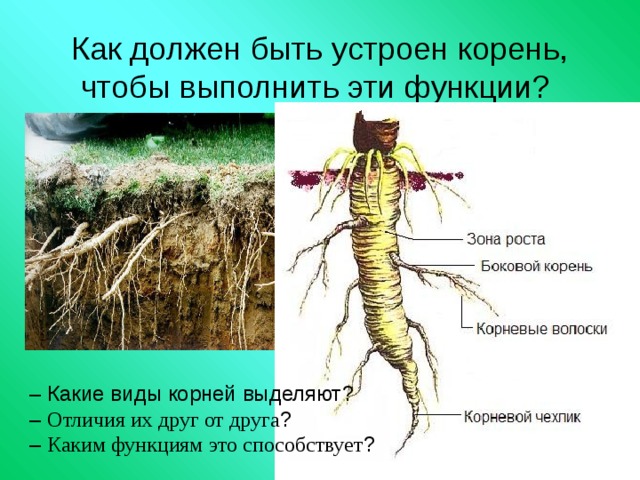 Как должен быть устроен корень, чтобы выполнить эти функции? – Какие виды корней выделяют? – Отличия их друг от друга ? – Каким функциям это способствует ? 