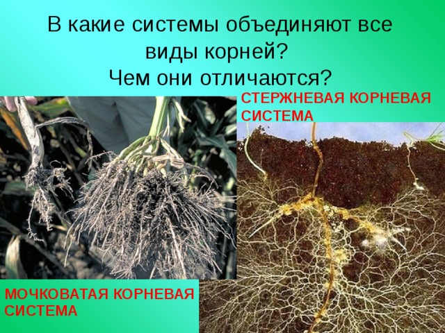 В какие системы объединяют все виды корней?  Чем они отличаются? СТЕРЖНЕВАЯ КОРНЕВАЯ СИСТЕМА МОЧКОВАТАЯ КОРНЕВАЯ СИСТЕМА 