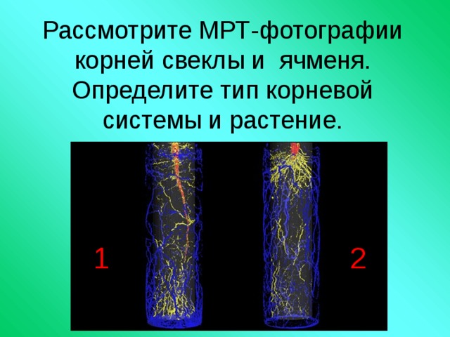 Рассмотрите МРТ-фотографии корней свеклы и ячменя. Определите тип корневой системы и растение. 1 2 