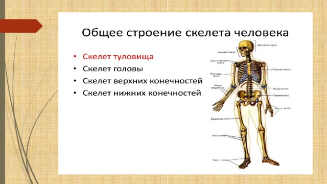 Скелет головы туловища и конечностей. Биология 8 класс скелет головы и туловища. Скелет туловища скелет конечностей. Скелет человека. Скелет туловища, головы и конечностей.. Сколько отделов скелета