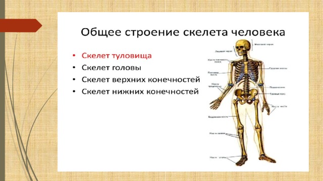 Головной отдел скелета