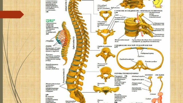 Строение позвоночника сома. Презентация на тему позвоночник человека. Строение позвоночника человека с расшифровкой позвонков. Строение позвоночника ящерицы.
