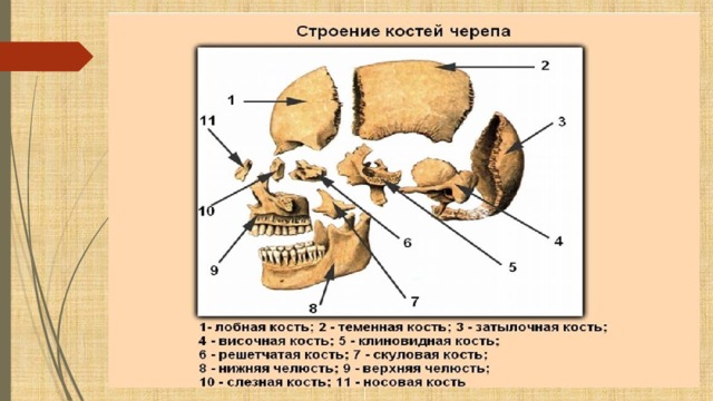 Кости примем. Слезная кость строение. Слезная кость черепа. Слезная кость в черепе человека. Слезная кость участвует в образовании.