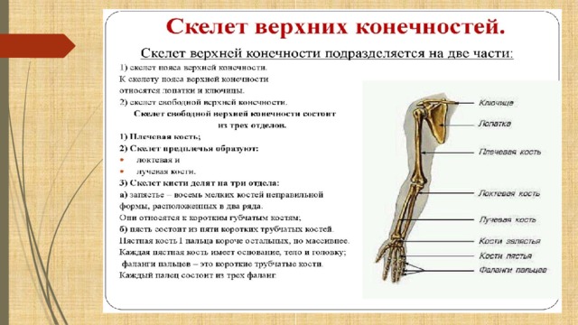 Отдел кости функции. Скелет свободной верхней конечности анатомия. Функции верхних конечностей человека 8 класс. Скелет свободной верхней конечности 8 класс биология. Функции скелета верхних конечностей.