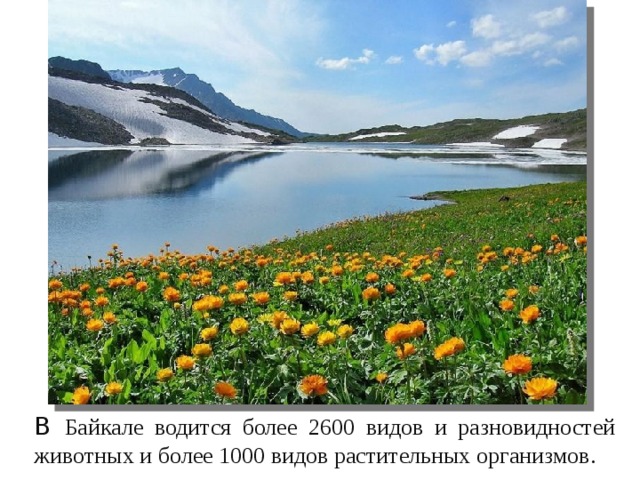 В Байкале водится более 2600 видов и разновидностей животных и более 1000 видов растительных организмов. 