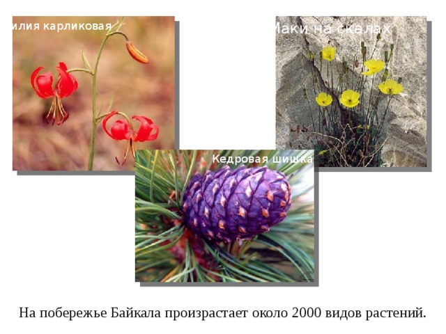 Лилия карликовая Маки на скалах Кедровая шишка На побережье Байкала произрастает около 2000 видов растений. 