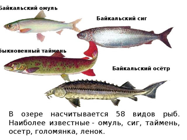 Байкальский омуль Байкальский сиг Обыкновенный таймень Байкальский осётр В озере насчитывается 58 видов рыб. Наиболее известные - омуль, сиг, таймень, осетр, голомянка, ленок. 