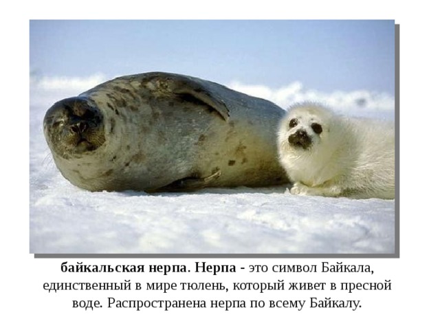 байкальская нерпа . Нерпа - это символ Байкала, единственный в мире тюлень, который живет в пресной воде. Распространена нерпа по всему Байкалу. 