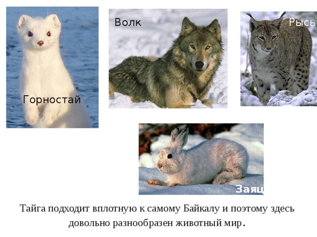 Волк Рысь Горностай Заяц Тайга подходит вплотную к самому Байкалу и поэтому здесь довольно разнообразен животный мир . 