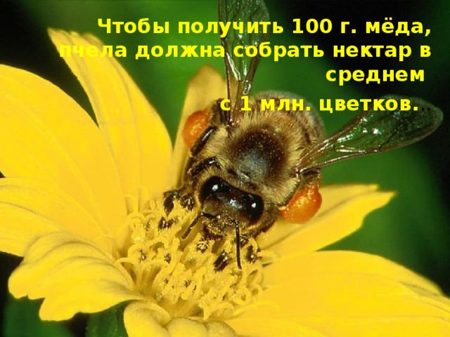 Чтобы получить 100 г. мёда, пчела должна собрать нектар в среднем  с 1 млн. цветков. .. 