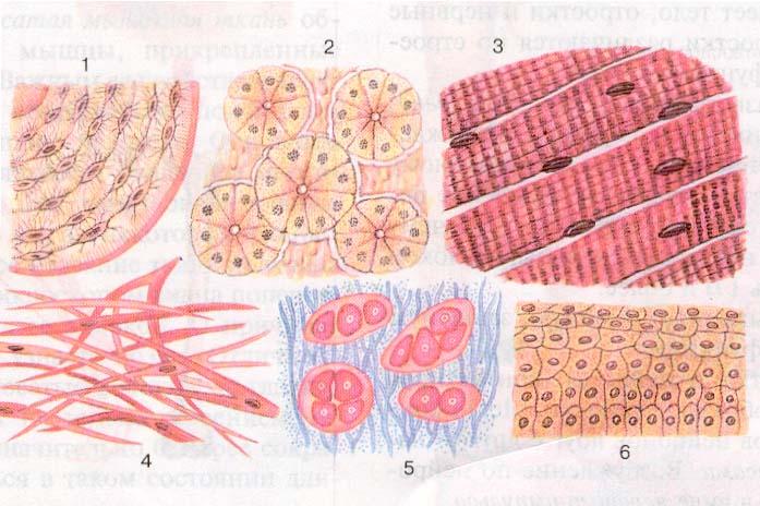 Образующие ткани рисунок. Ткани человека биология 8. Клетки эпителиальной ткани называются. Биология 8 класс тема ткани человека. Животные ткани.
