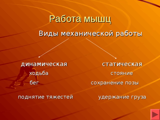 Статическая и динамическая работа мышц практическая работа