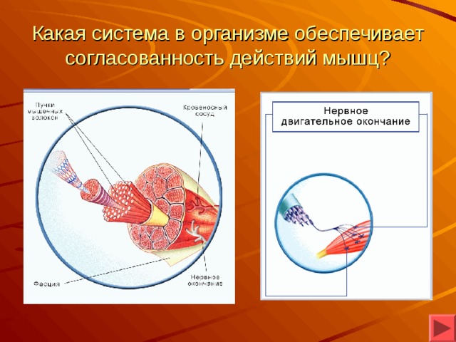 Какая система в организме обеспечивает согласованность действий мышц? 