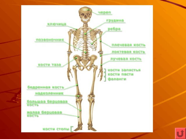 Какую роль выполняет скелет. Опора и движение. Опора и движение биология. Аппарат опоры и движения типы костей. Опора и движение человека 8 класс.