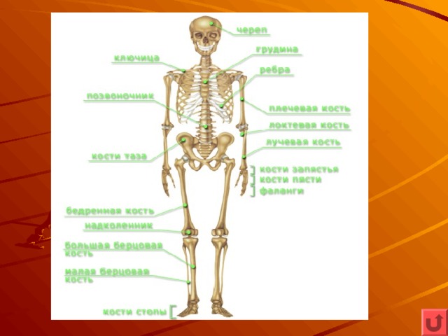 Какие функции выполняет скелет человека